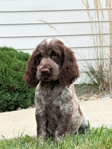 Brown and white puppy sitting on the grass with a house and shrubs in the background.