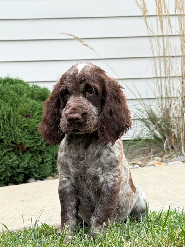 Brown and white puppy sitting on the grass with a house and shrubs in the background.