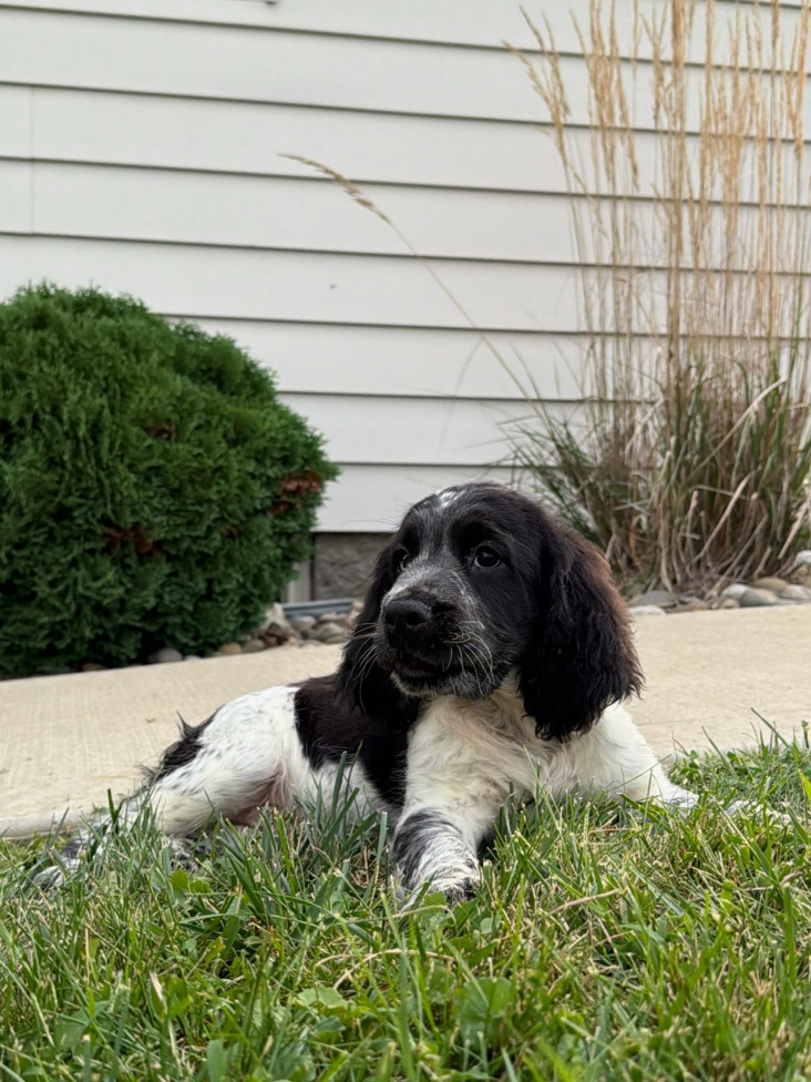 Young black-and-white puppy resting on the grass in a yard, with a white house and bushes in the background.