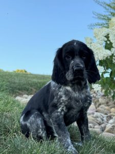 Black and white speckled puppy sits on a grassy lawn with decorative rocks and white flowers in the background.