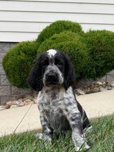 Black and white speckled puppy sitting on the grass with trimmed green bushes and a white house in the background.