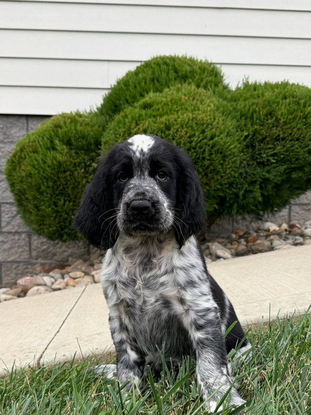 Black and white speckled puppy sitting on the grass with trimmed green bushes and a white house in the background.