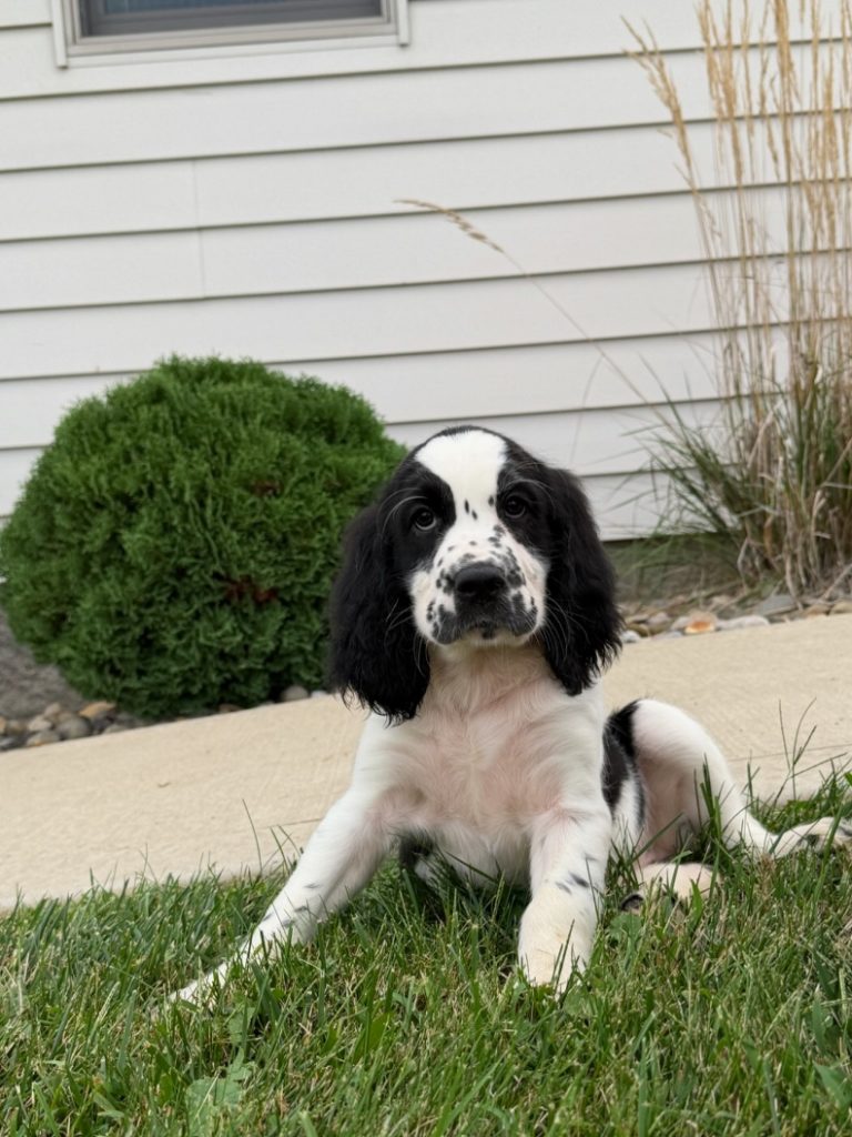 Black-and-white Springer spaniel puppy lying on green grass in front of a white house fence and shrubs.